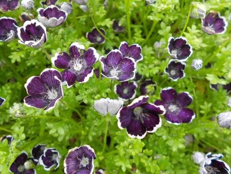 nemophila penny black