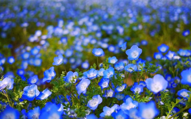 nemophila