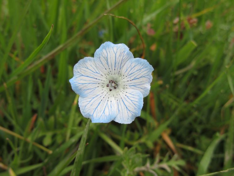 nemophila