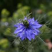 Nigella