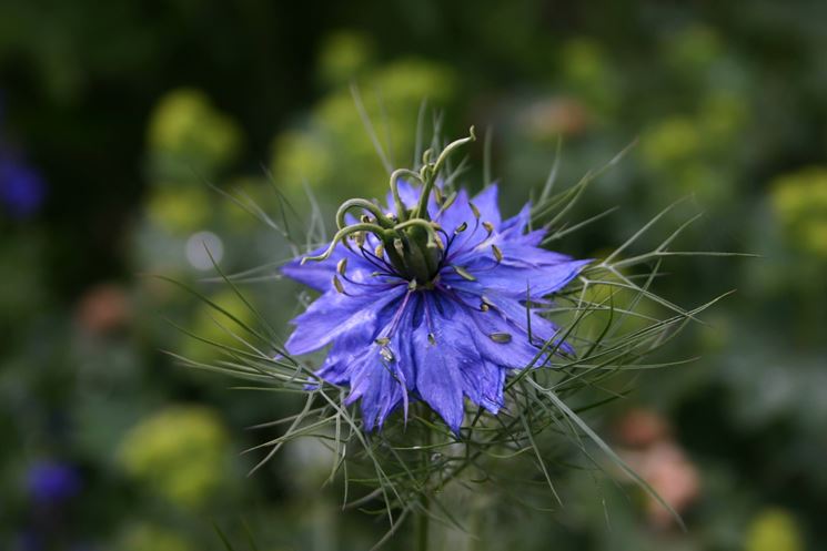 Nigella