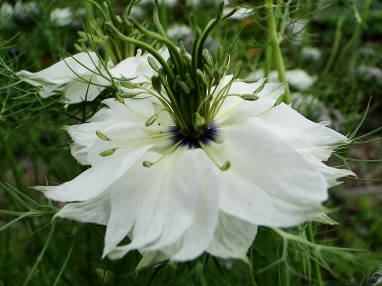 nigella damascena