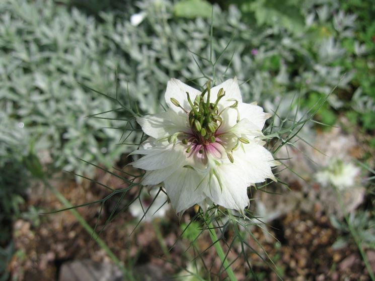 nigella