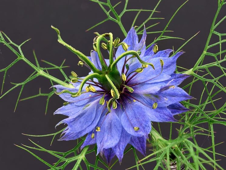 nigella