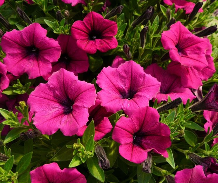 fiore di petunia