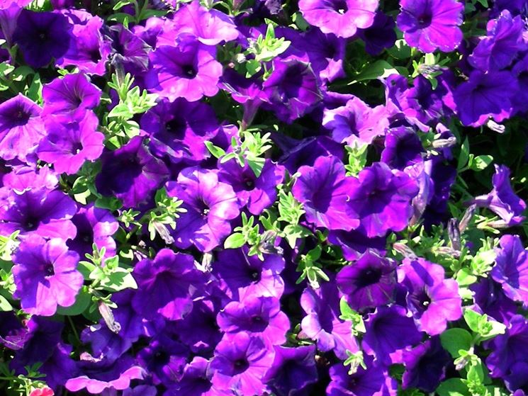 fiore petunia 