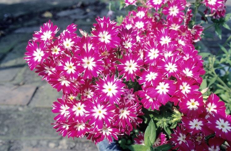 phlox