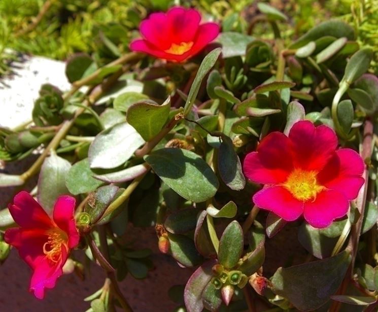 fiori di portulaca