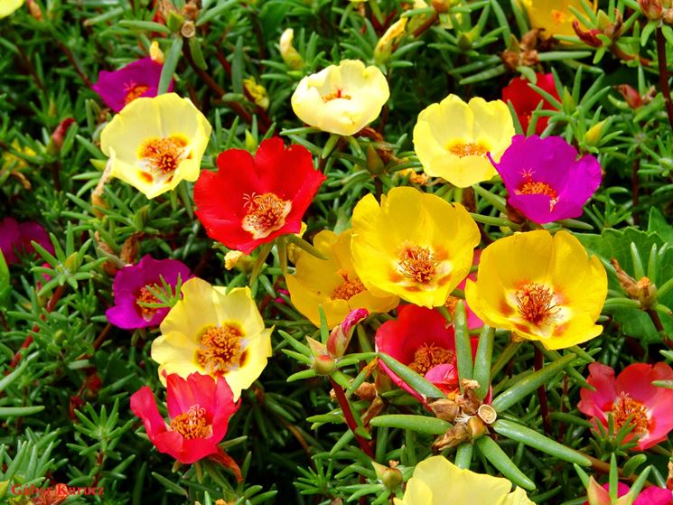 Portulaca