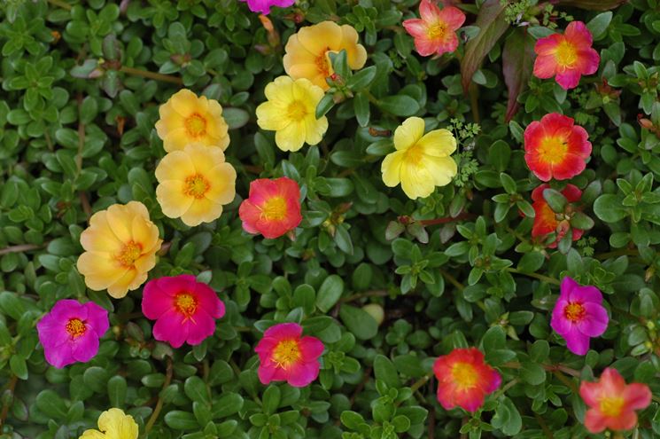 portulaca