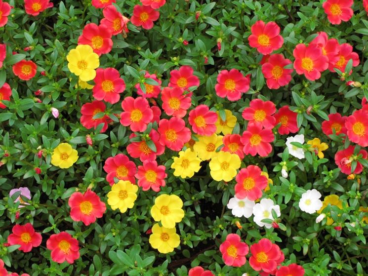 descrizione portulaca