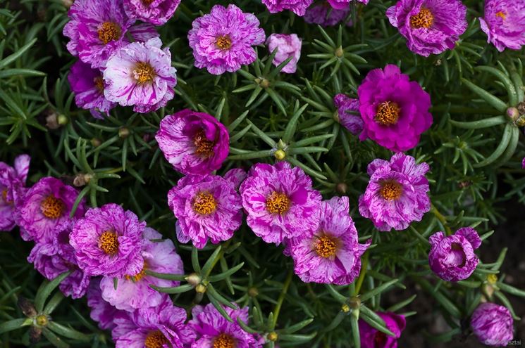 portulaca