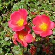 Portulaca oleracea