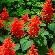 Salvia splendente