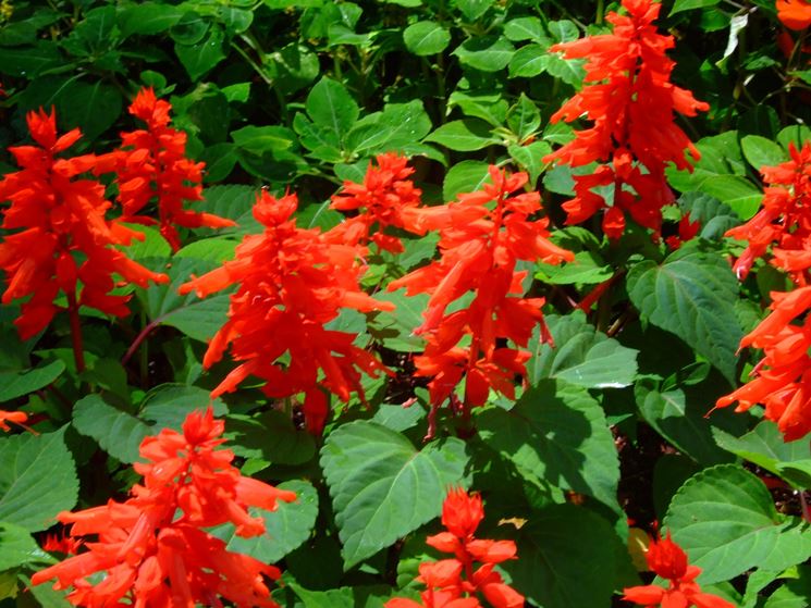 Salvia splendente