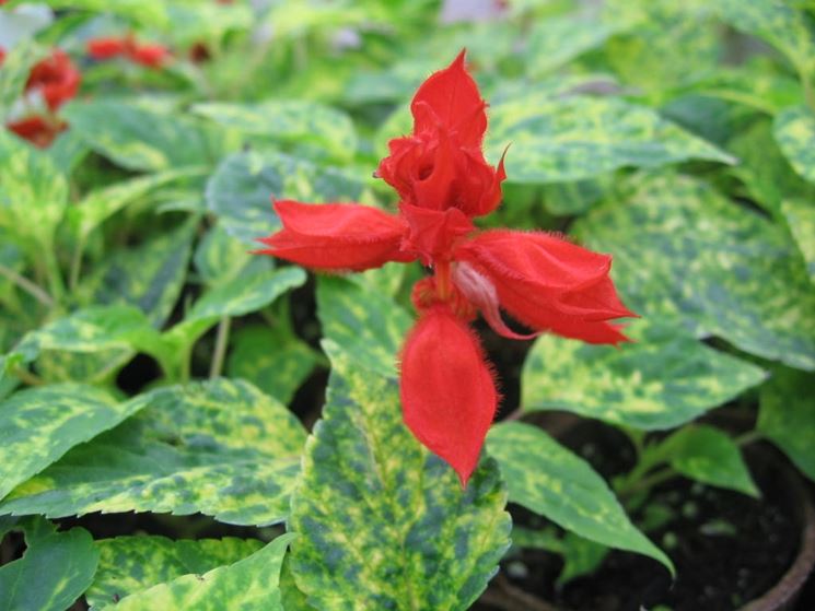 salvia splendens dancing flames