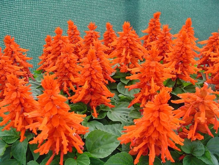 salvia splendente