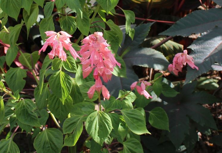 salvia splendens