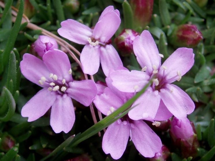 silene acaulis