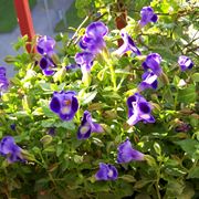 Torenia