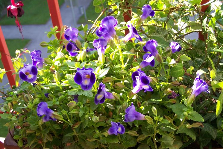 Torenia