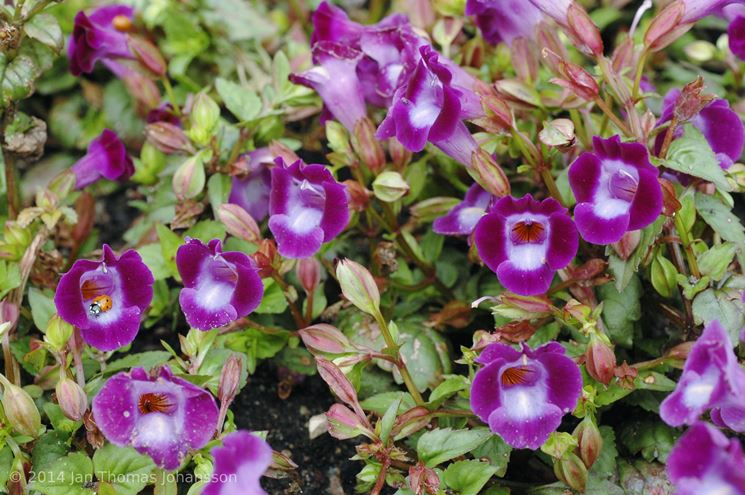 Torenia