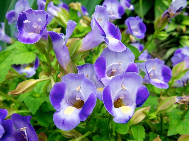 torenia