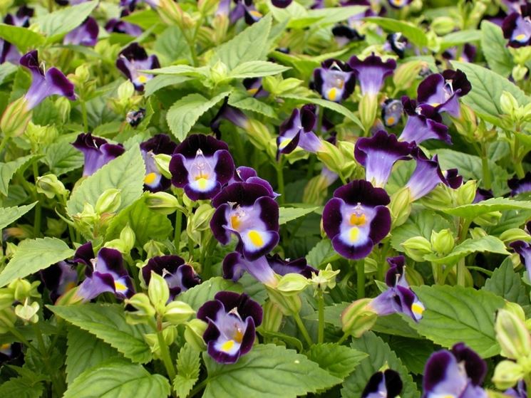 torenia