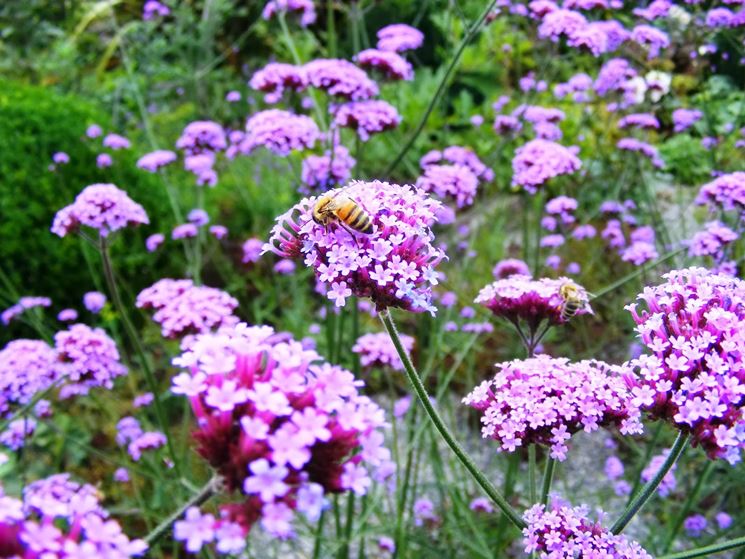 verbena ibrida