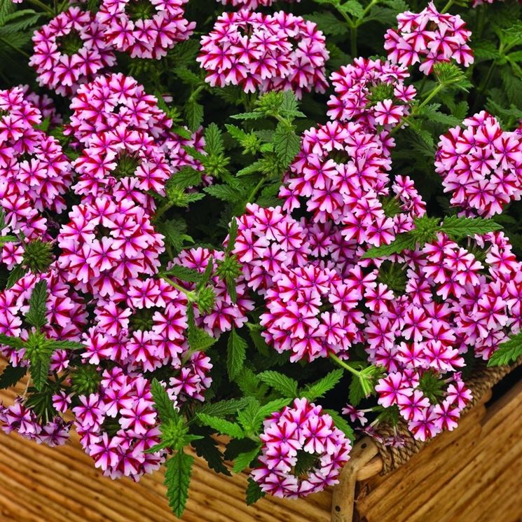 verbena