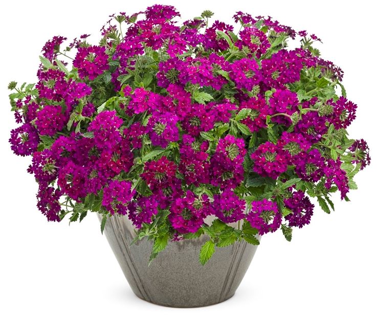 verbena in vaso