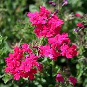 verbena temari