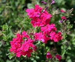 verbena temari