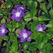 Pervinca 