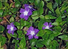 Pervinca maggiore  -  Vinca major 