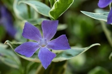 fiori pervinca