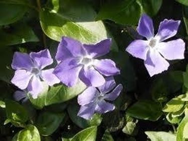 fiore pervinca