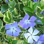 vinca major