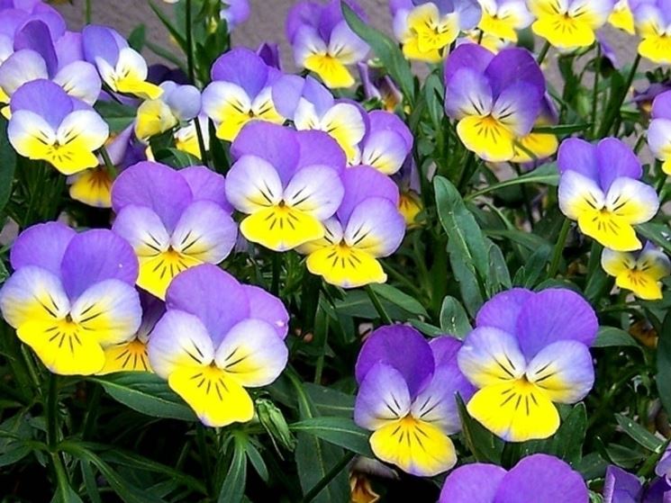 viola tricolor