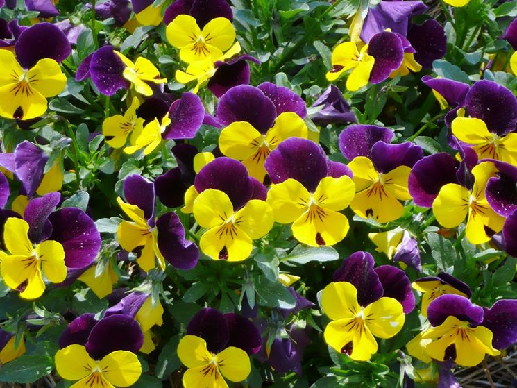 Viola hybrida