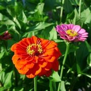 Zinnia