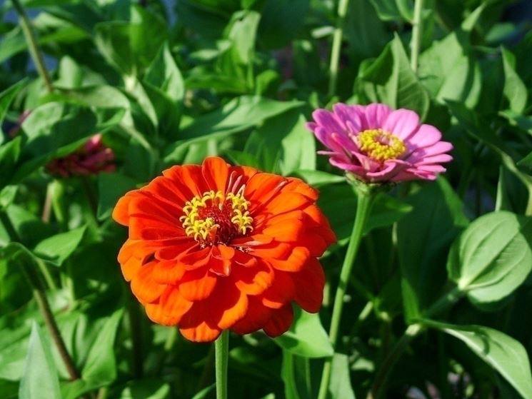 Zinnia