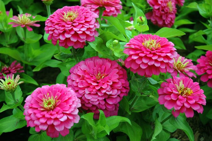 Zinnia