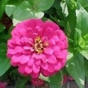 zinnia