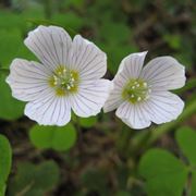 Fiori pianta acetosella