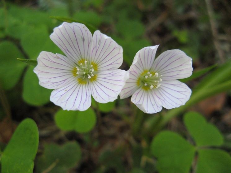 Fiori pianta acetosella