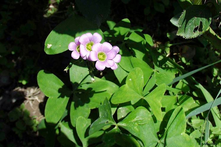 Fiori pancuculo