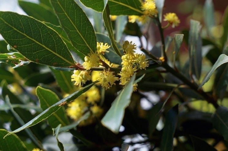 Laurus nobilis - alloro - Laurus nobilis - Aromatiche - Laurus nobilis -  Aromatiche