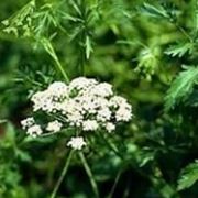 pimpinella in cucina