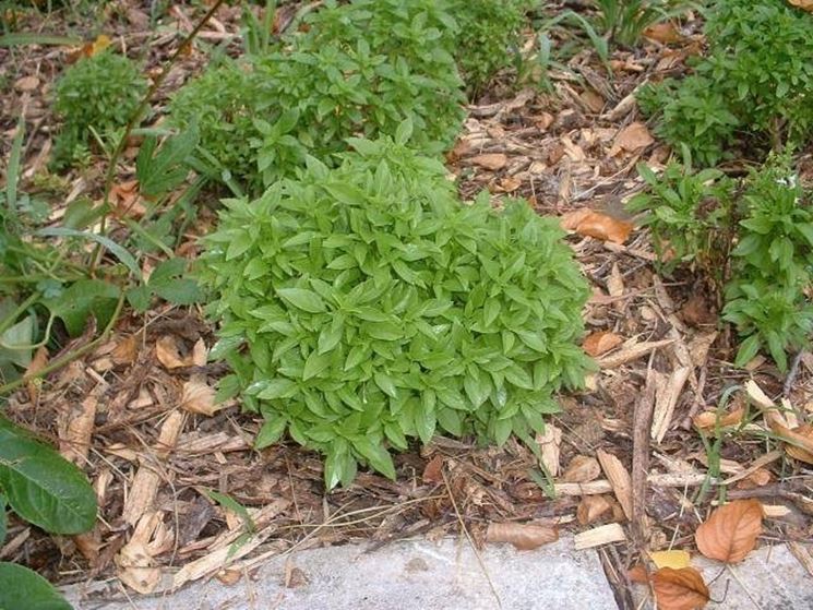 Basilico greco coltivato in piena terra